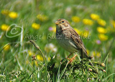 Trigueros en Cabo Quintres...