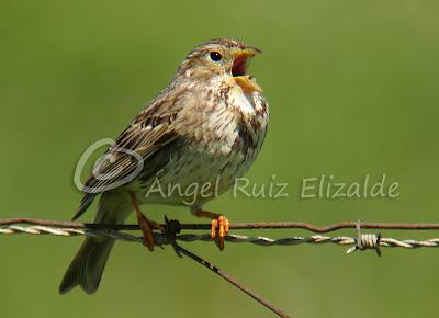 Trigueros en Cabo Quintres...