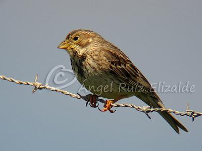 Trigueros en Cabo Quintres...