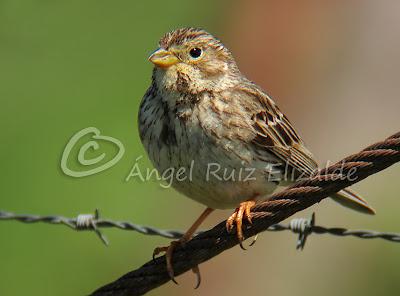 Trigueros en Cabo Quintres...