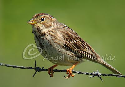 Trigueros en Cabo Quintres...