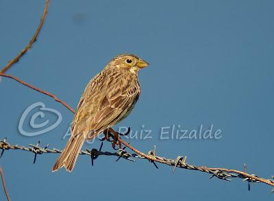 Trigueros en Cabo Quintres...