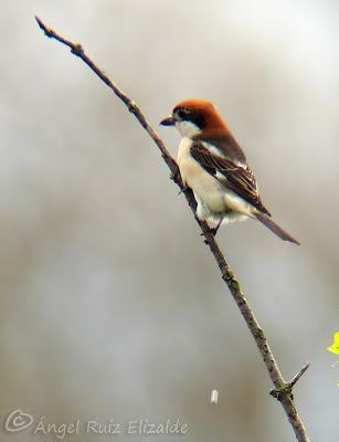 Alcaudón común en Ajo, otra vez más...