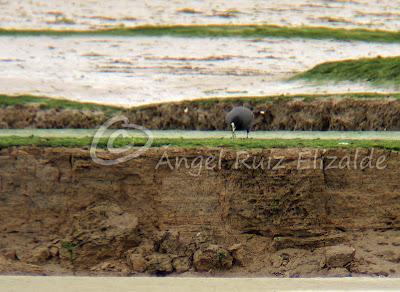 De estos días en my local patch...