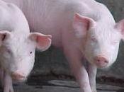 Cerdo Aprovecha Todo… Hasta Mucosidad Gástrica Como Remedio Antiviral