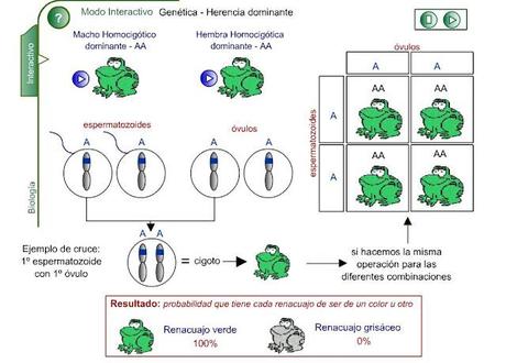Sitios de apoyo para el tema de Genética Meneliana Sitios de apoyo para el tema de Genética Meneliana