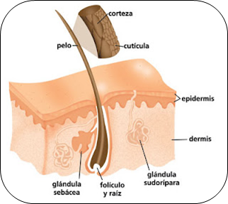 Depilación Definitiva Depilación Definitiva