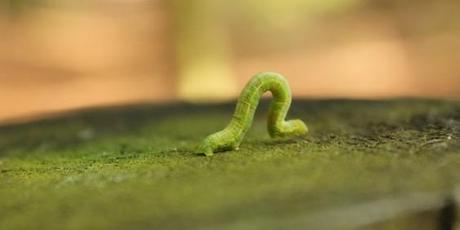 Proyectos personales: avanzando a paso de oruga