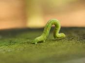 Proyectos personales: avanzando paso oruga