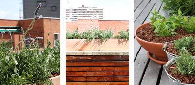 diseño de jardin en atico en madrid