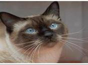 Curiosidades sobre gatos.