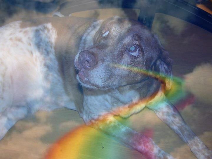 Perros de casa y Amidea están de luto