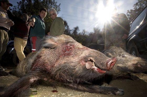 Sanidad recomienda a niños y embarazadas no comer carne de caza