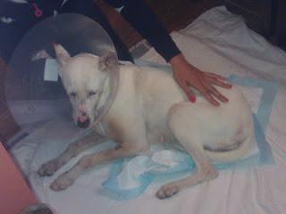 PODENQUITA CON TAL AGUJERO EN EL CUELLO QUE LE DABAS DE COMER Y SE SALIA LA COMIDA POR EL-AYUDA URGENTE, SEVILLA