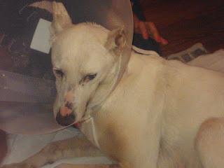 PODENQUITA CON TAL AGUJERO EN EL CUELLO QUE LE DABAS DE COMER Y SE SALIA LA COMIDA POR EL-AYUDA URGENTE, SEVILLA