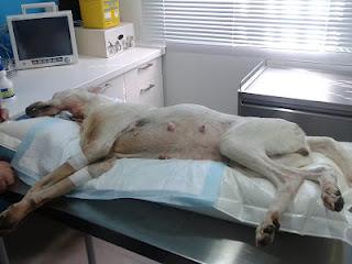 PODENQUITA CON TAL AGUJERO EN EL CUELLO QUE LE DABAS DE COMER Y SE SALIA LA COMIDA POR EL-AYUDA URGENTE, SEVILLA