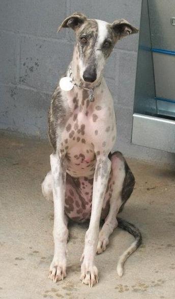 Se ha escapado galga acabada de adoptar Sevilla