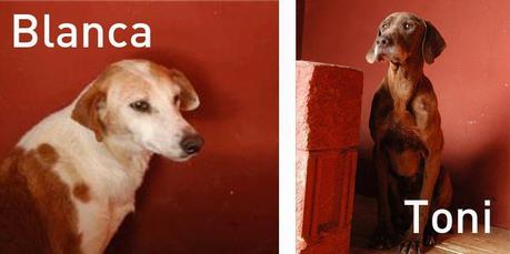 A Blanca y Toni les espera una nueva vida ... ¿podeis ayudarles?