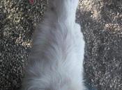 SOUL, MALTRATADO, DESNUTRIDO ABANDONADO..(Murcia)