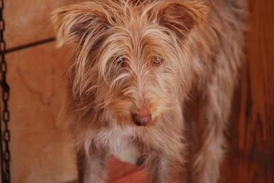 Perrita abandonada en Sta. María de Trassierra. (Córdoba)