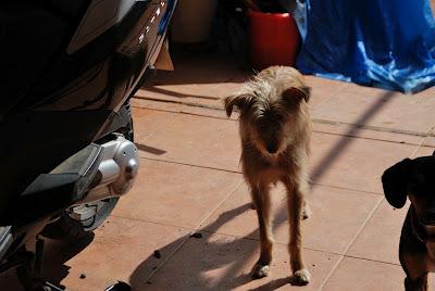 Perrita abandonada en Sta. María de Trassierra. (Córdoba)