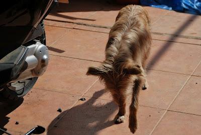 Perrita abandonada en Sta. María de Trassierra. (Córdoba)