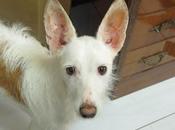 Podenca perdida Córdoba. AYUDA FAVOR!!