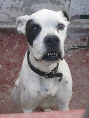 SOS !!! BOXER HEMBRA BLANCA EN LOS HUESOS, MUY URGENTE ENCONTRARLE FAMILIA.