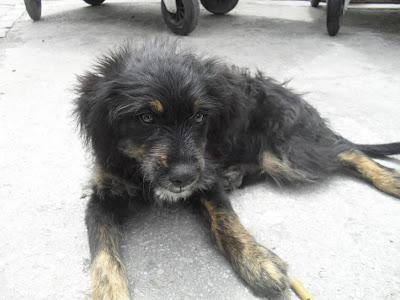 Perrito 3 meses en la calle, empapado por la lluvia. Tiene desnutrición. (Cadiz)