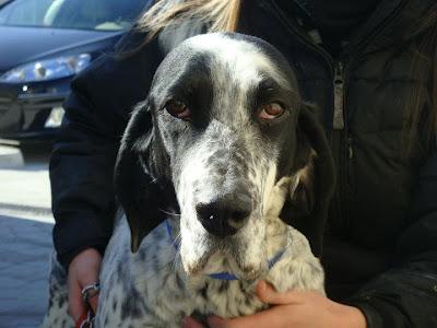 DAMA, mestiza de pointer de 4 años. (Madrid) Urgente!!!