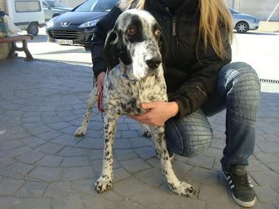 DAMA, mestiza de pointer de 4 años. (Madrid) Urgente!!!