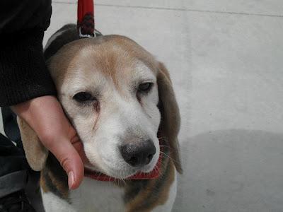 QUEEN - beagle de 9 años harta de parir. (Madrid) Urgente!!!!