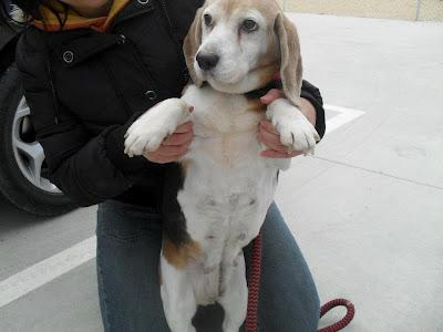 QUEEN - beagle de 9 años harta de parir. (Madrid) Urgente!!!!