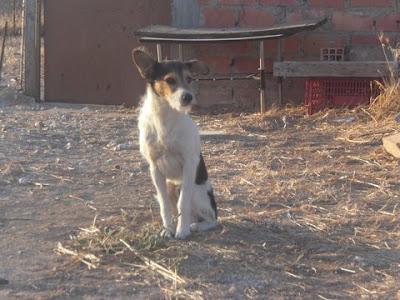 Baxter... un superviviente, derrotado por el tiempo, la calle y la indiferencia humana. (Córdoba)