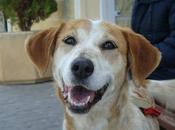 CANELA mestiza mediana años Madrid Urgente!!!!‏