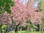 Primavera Hamilton, Canadá