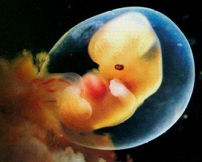 El aborto desde el punto de vista científico