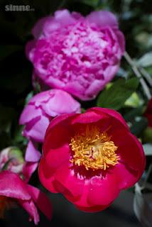 Experiencia Sensorial L'Occitane en el Palace Barcelona.