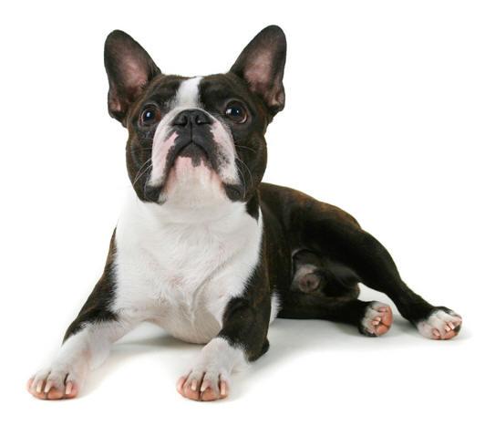 perros boston terrier