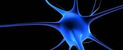 Hiperactividad y consumo de drogas no comparten redes neuronales