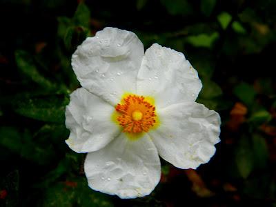 El jardín de la Saleta en abril.