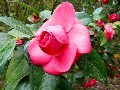 El jardín de la Saleta en abril.