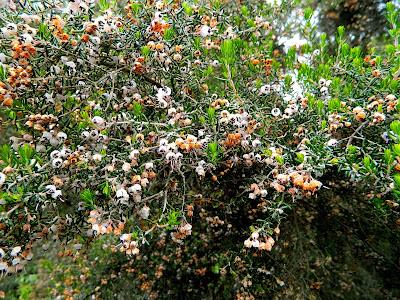 El jardín de la Saleta en abril.