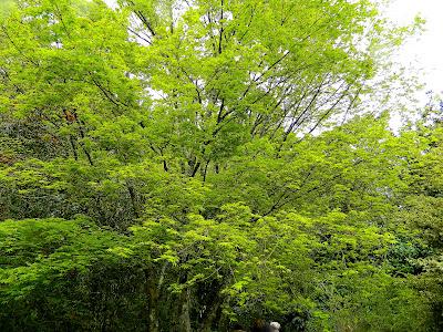 El jardín de la Saleta en abril.