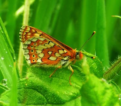 Doncella de ondas rojas