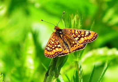 Doncella de ondas rojas