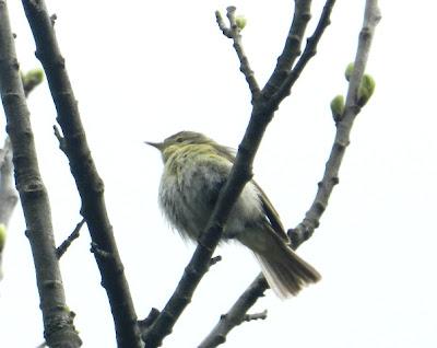 Mosquitero ibérico