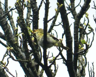 Mosquitero ibérico