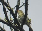 Mosquitero ibérico