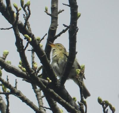 Mosquitero ibérico